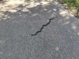 Image of black rat snake