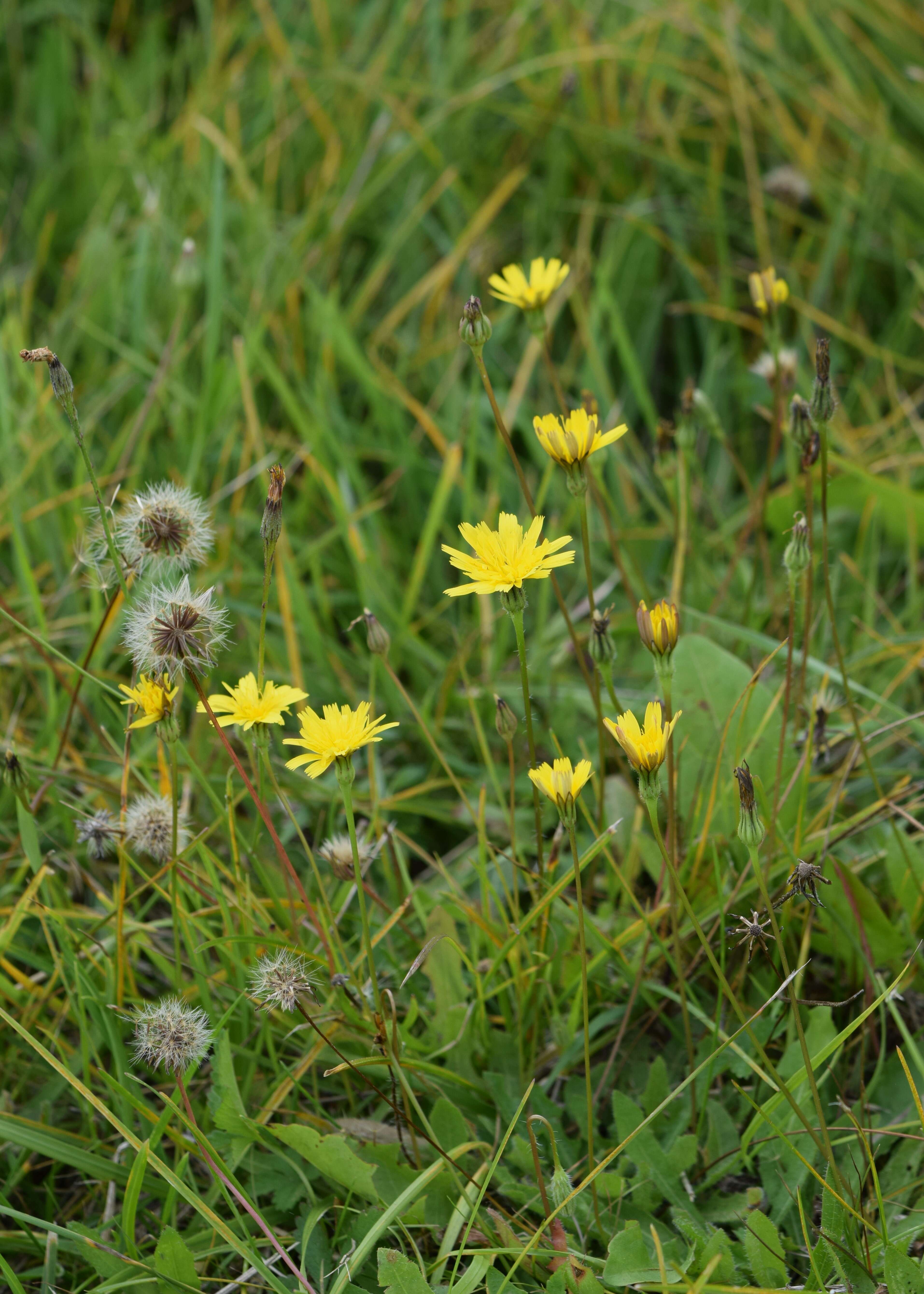 Image of lesser hawkbit