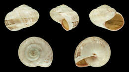 Image of Mediterranean Coastal Snail