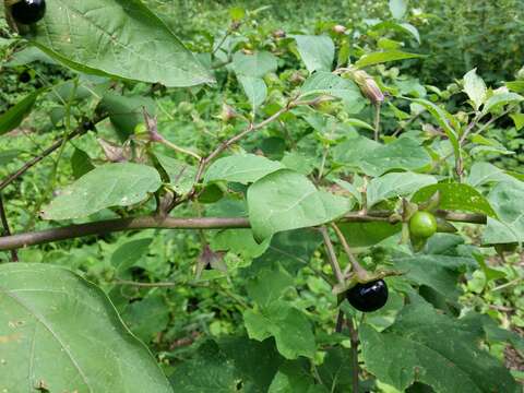 Plancia ëd Atropa belladonna L.