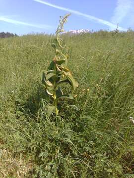 Image of false hellebore