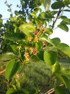 Plancia ëd Pyrus communis subsp. pyraster (L.) Ehrh.