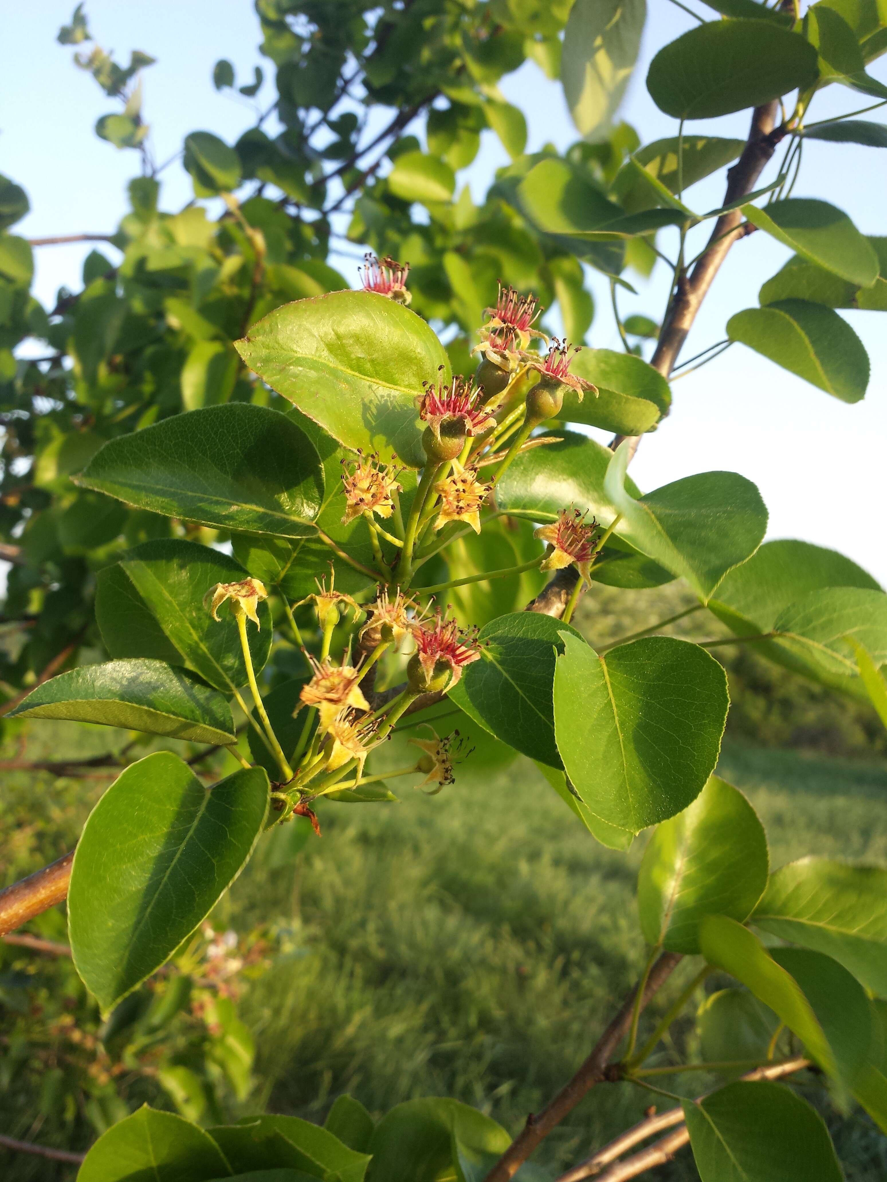 Plancia ëd Pyrus communis subsp. pyraster (L.) Ehrh.