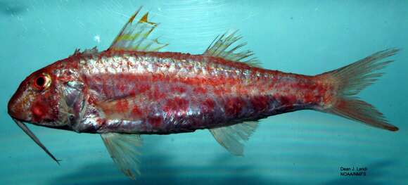 Image of Red Goatfish