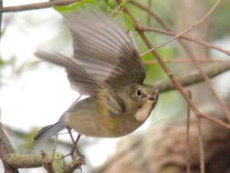 Image of Orange-flanked Bush-Robin