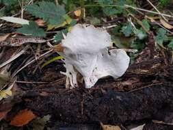 Image of black-footed polypore