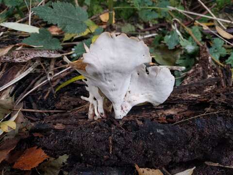 Image of black-footed polypore