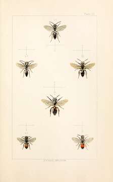 Image of Andrena rosae Panzer 1801