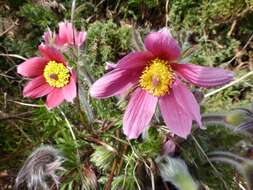 Image of Eastern Pasque Flower