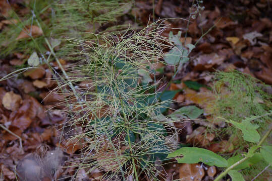 Image of Wood Horsetail