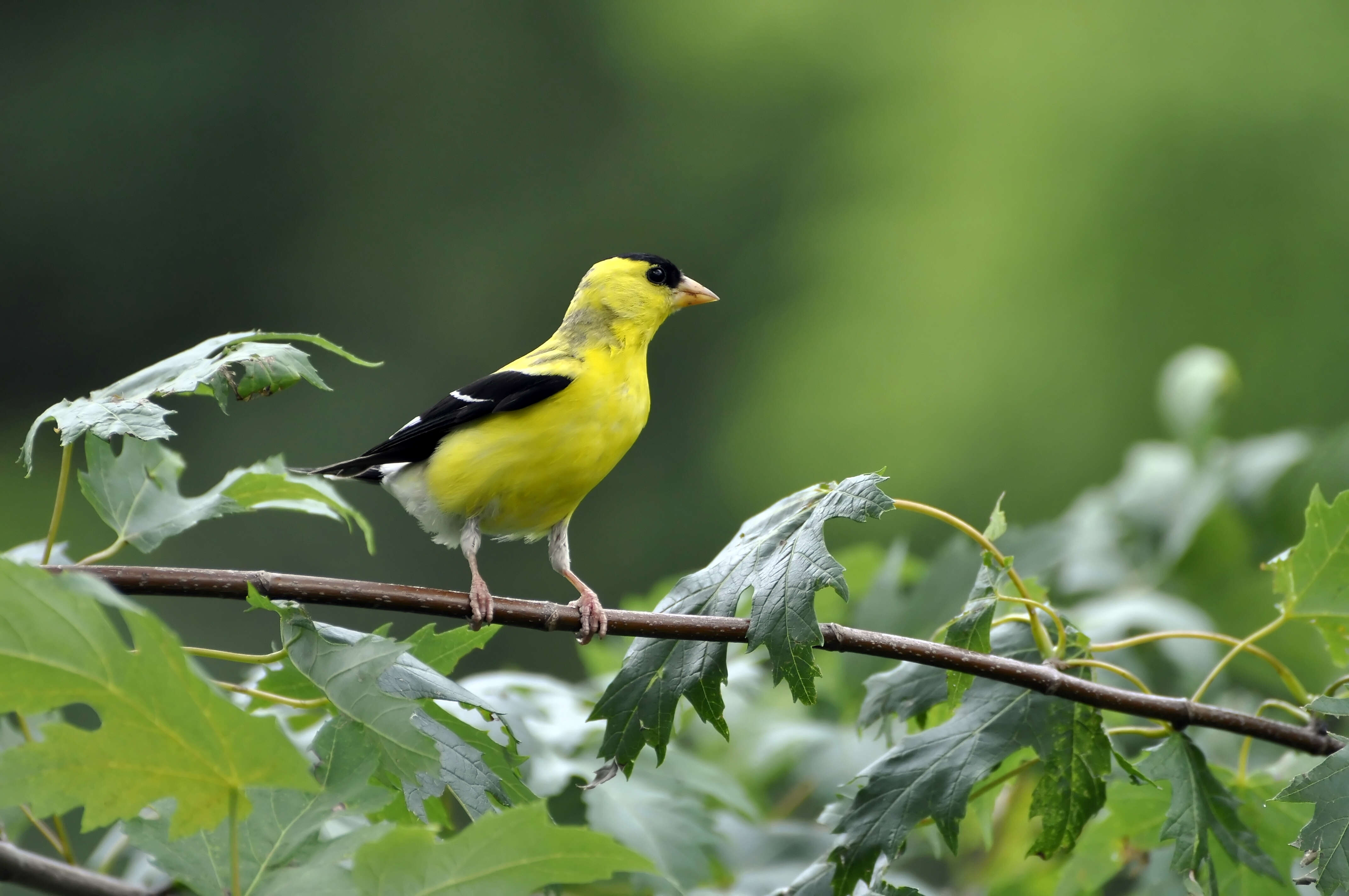 Image of American Goldfinch