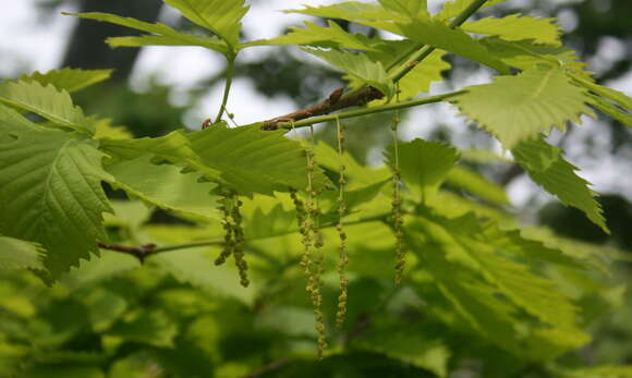 Image of Quercus mongolica subsp. crispula (Blume) Menitsky