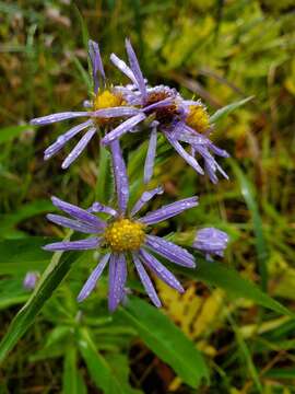 Image de Symphyotrichum puniceum (L.) A. Löve & D. Löve