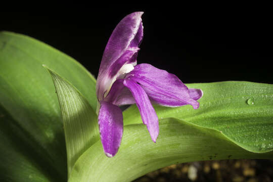 Image of Roscoea tibetica Batalin