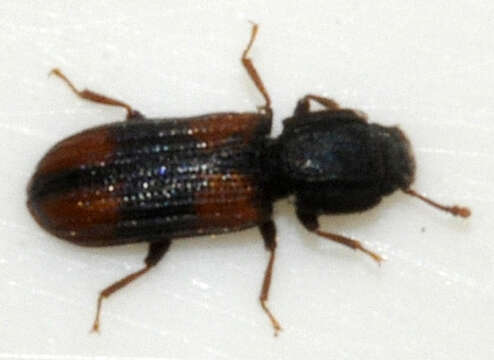 Image of Bark beetle