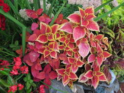 Image of common coleus