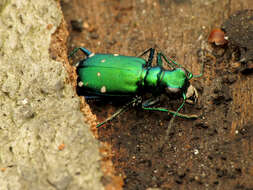 Image of Six Spotted Tiger Beetle