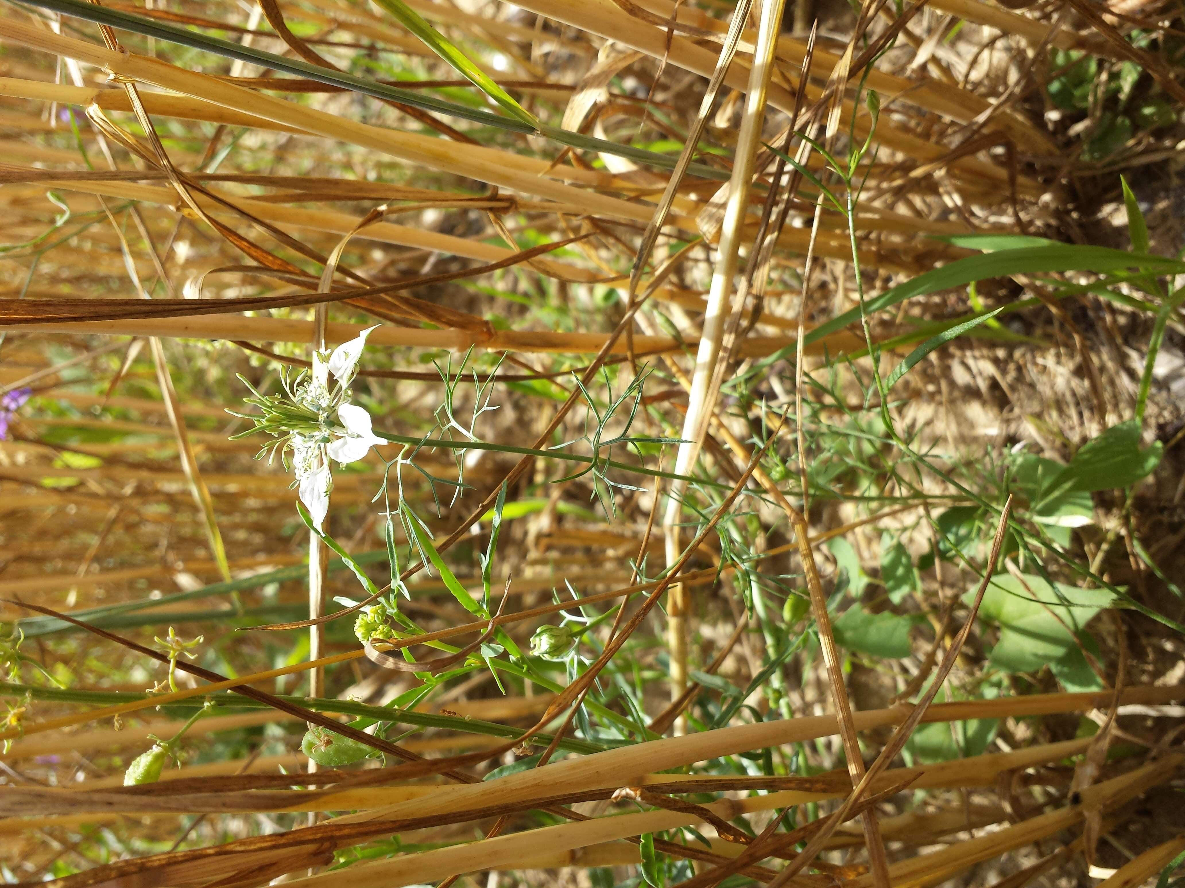 Nigella arvensis L. resmi