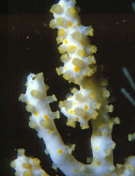 Imagem de Alcyonium coralloides (Pallas 1766)