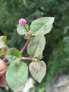 Imagem de Persicaria capitata (Buch.-Ham. ex D. Don) H. Gross