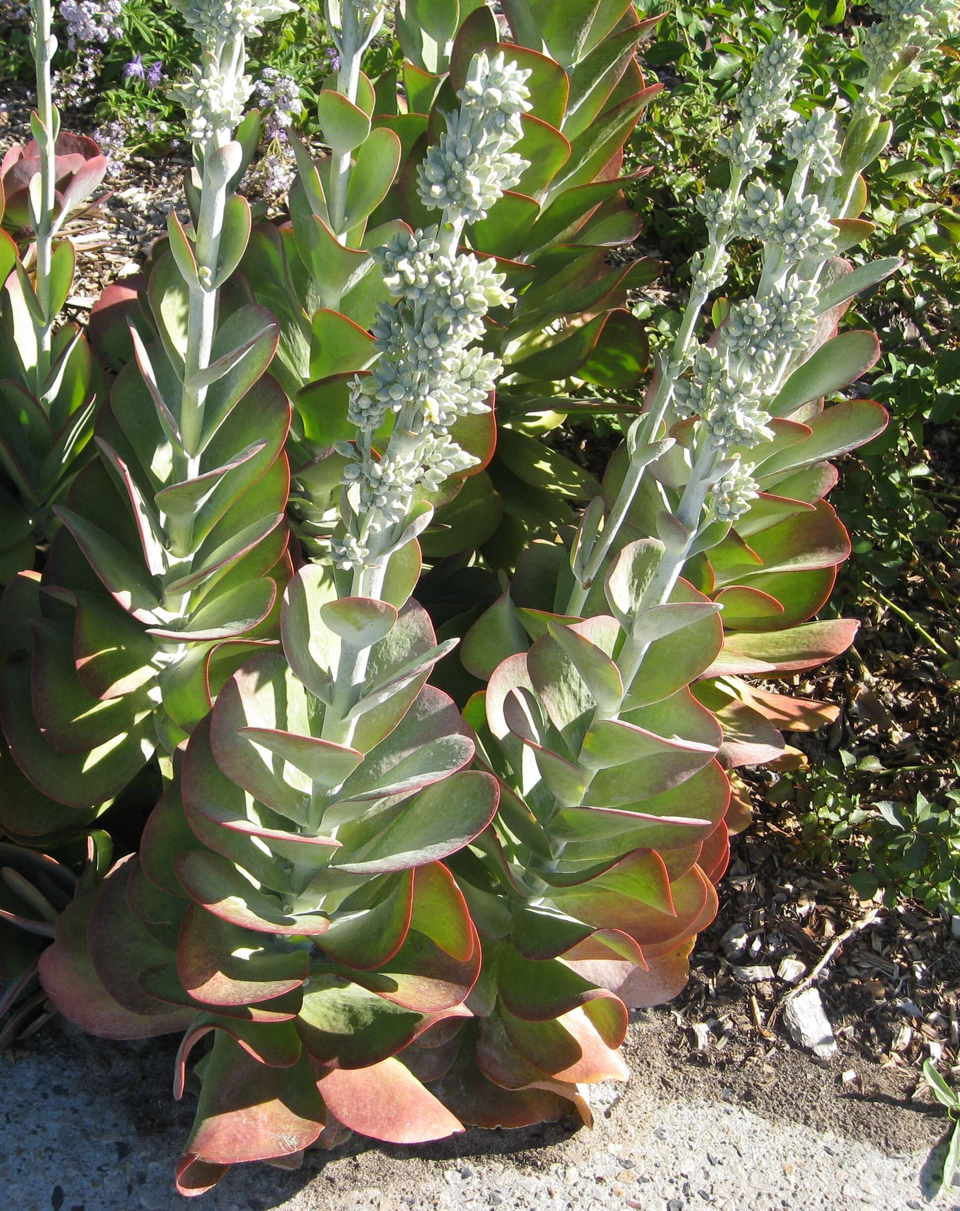 Kalanchoe luciae resmi