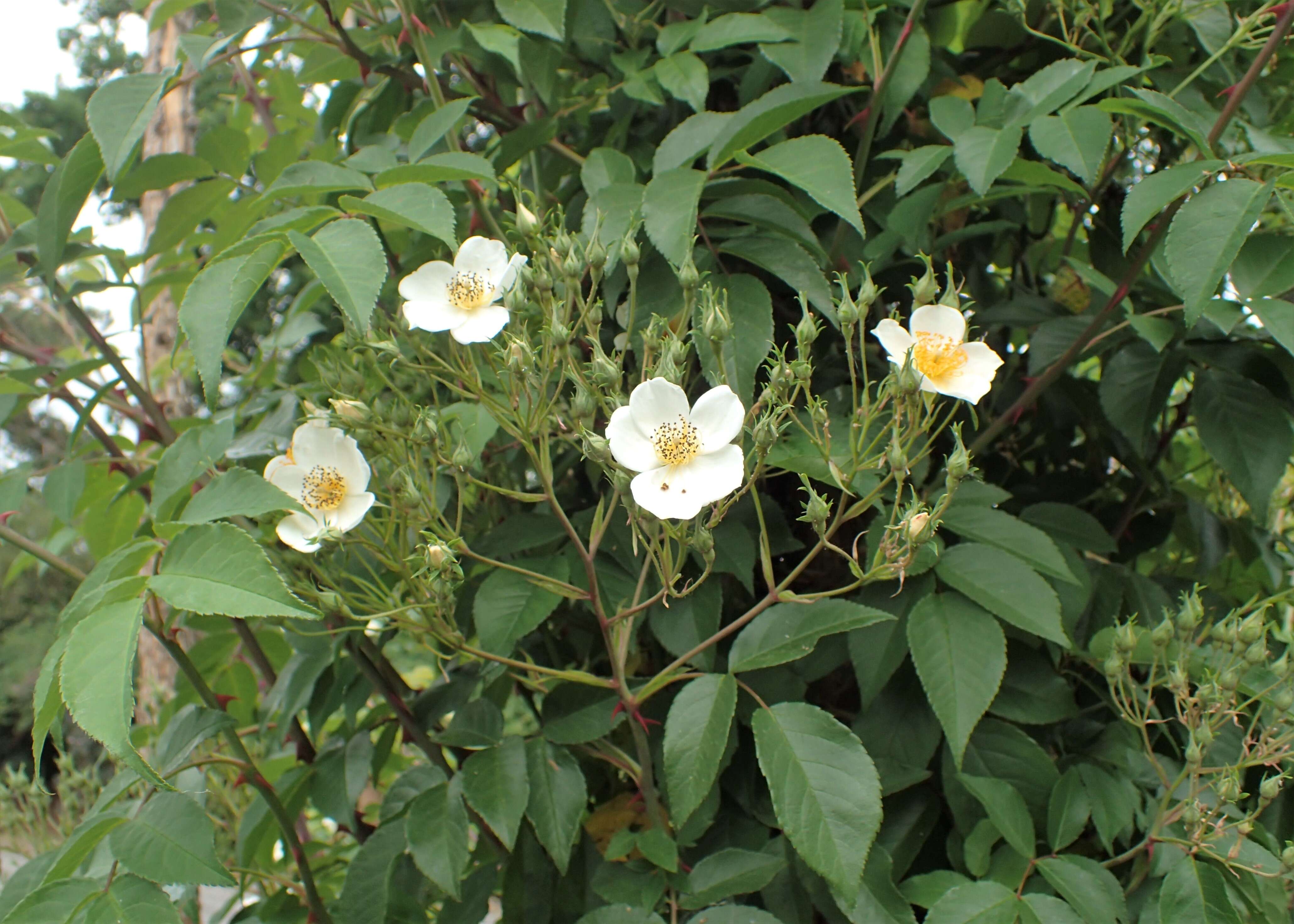 Image of climbing rose