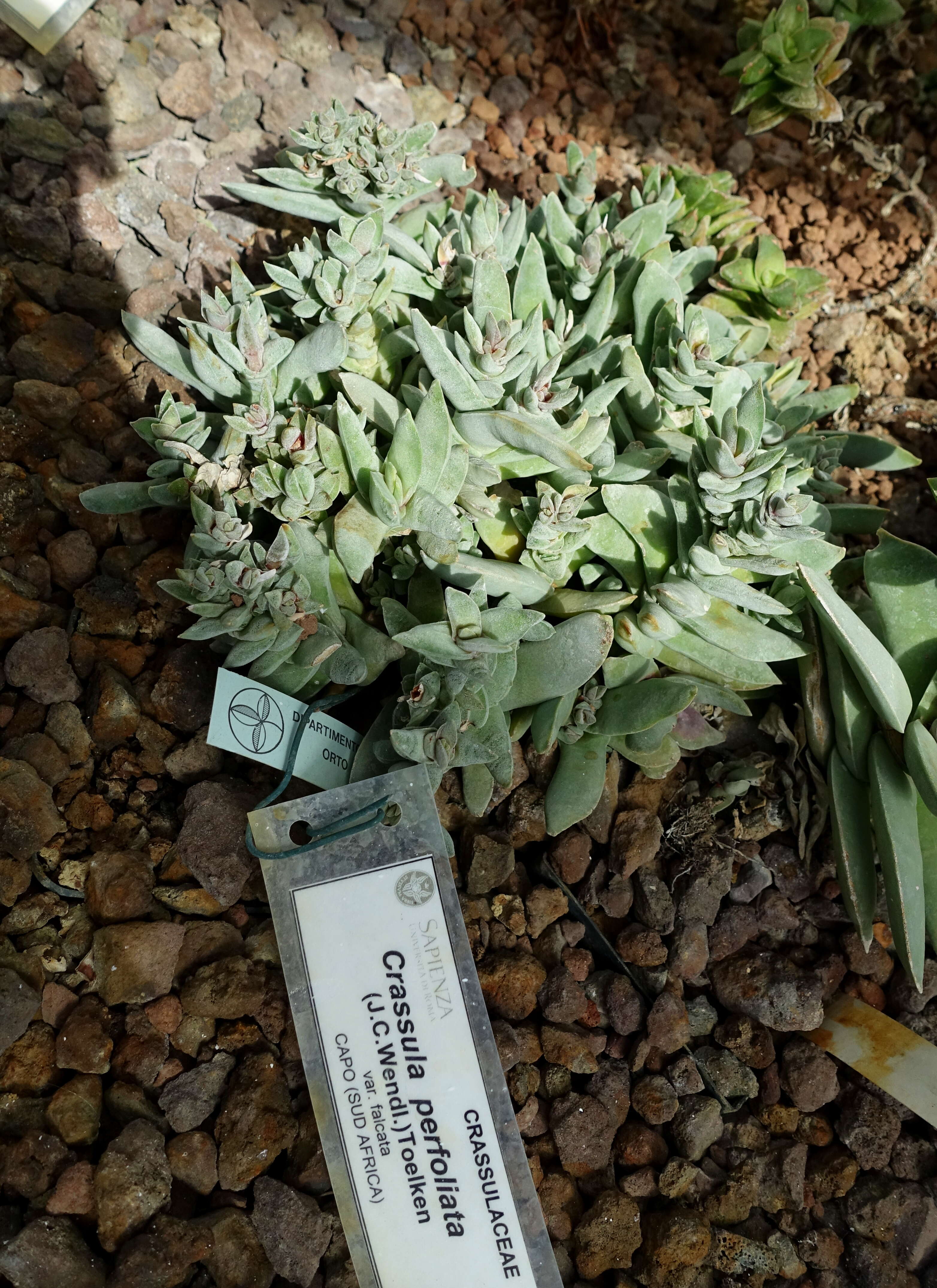 Слика од Crassula perfoliata L.