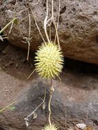 Image of Hedgehog cucumber