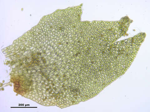 Image of Tritomaria exsectiformis (Breidl.) Schiffn. ex Loeske