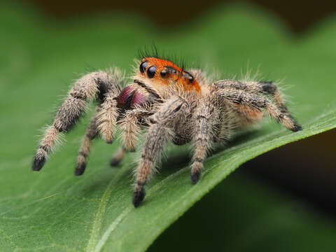 صورة Phidippus regius C. L. Koch 1846