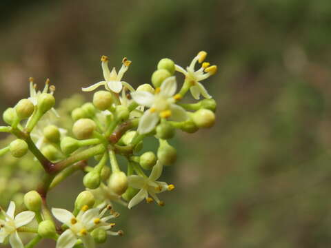 Image of Zanthoxylum ovalifolium Wight