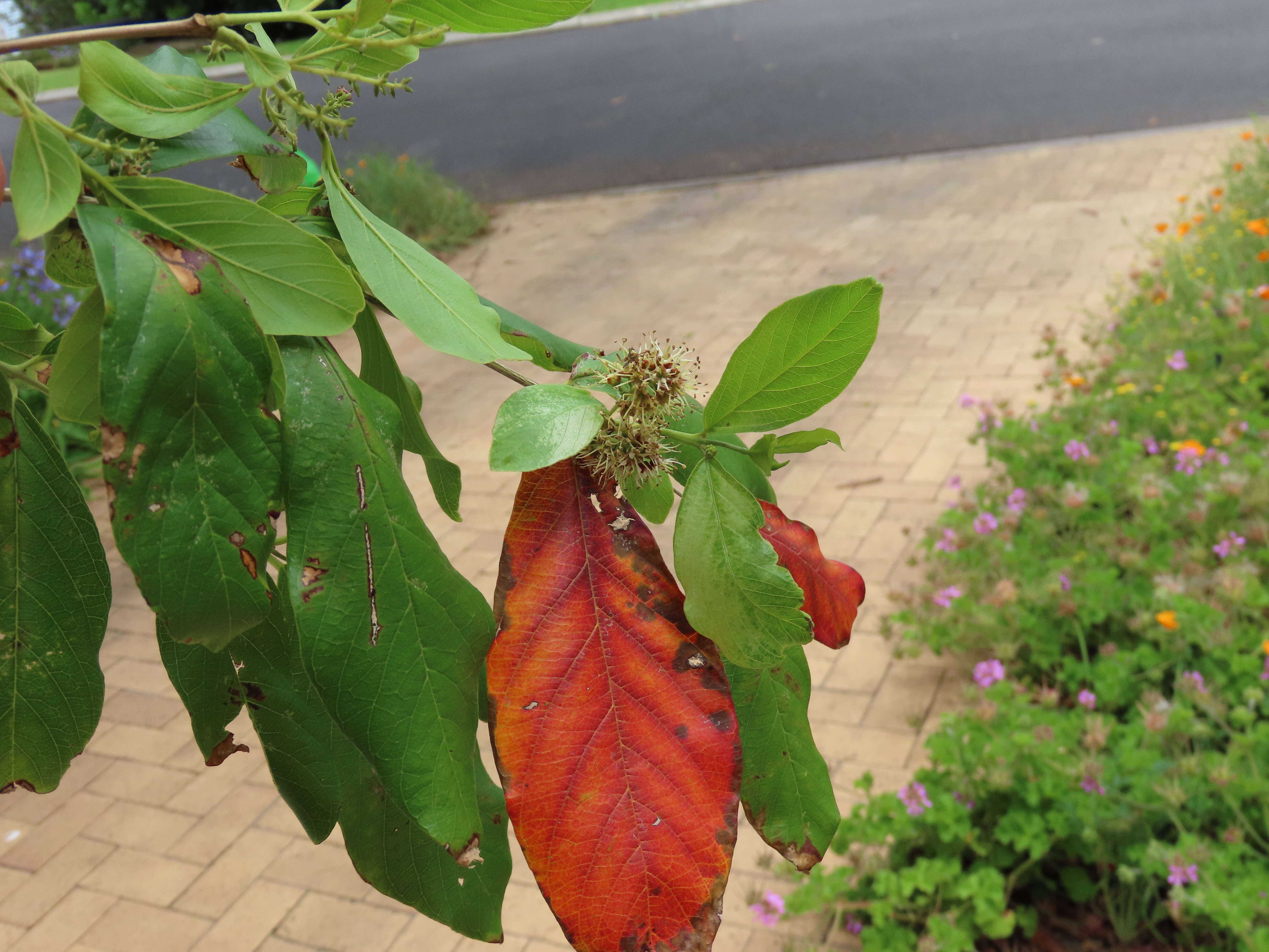 Imagem de Combretum erythrophyllum (Burch.) Sond.