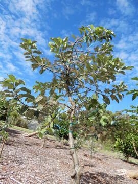 Image of paradise apple