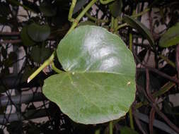 Image of Venezuelan treebine