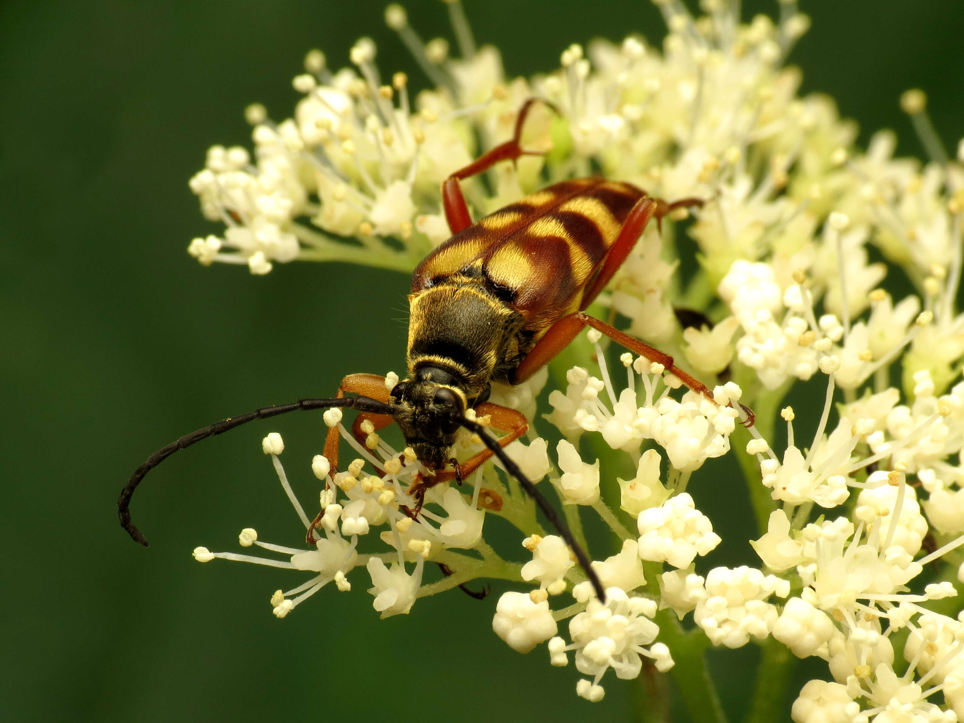 Image of Banded Longhorn