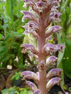 Image of clover broomrape