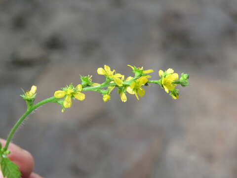 Image of Agrimonia pilosa Ledeb.