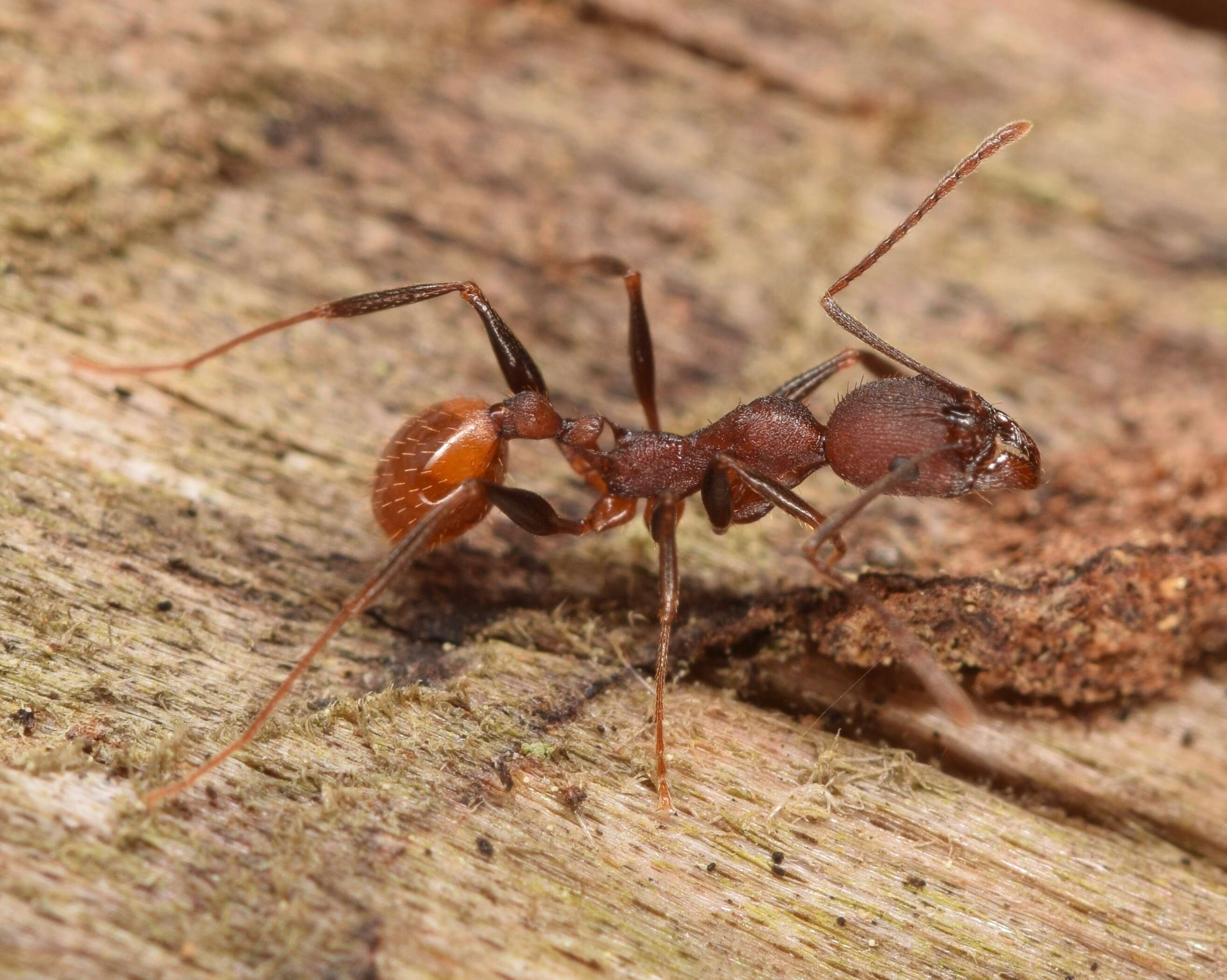 Image of Aphaenogaster lamellidens Mayr 1886