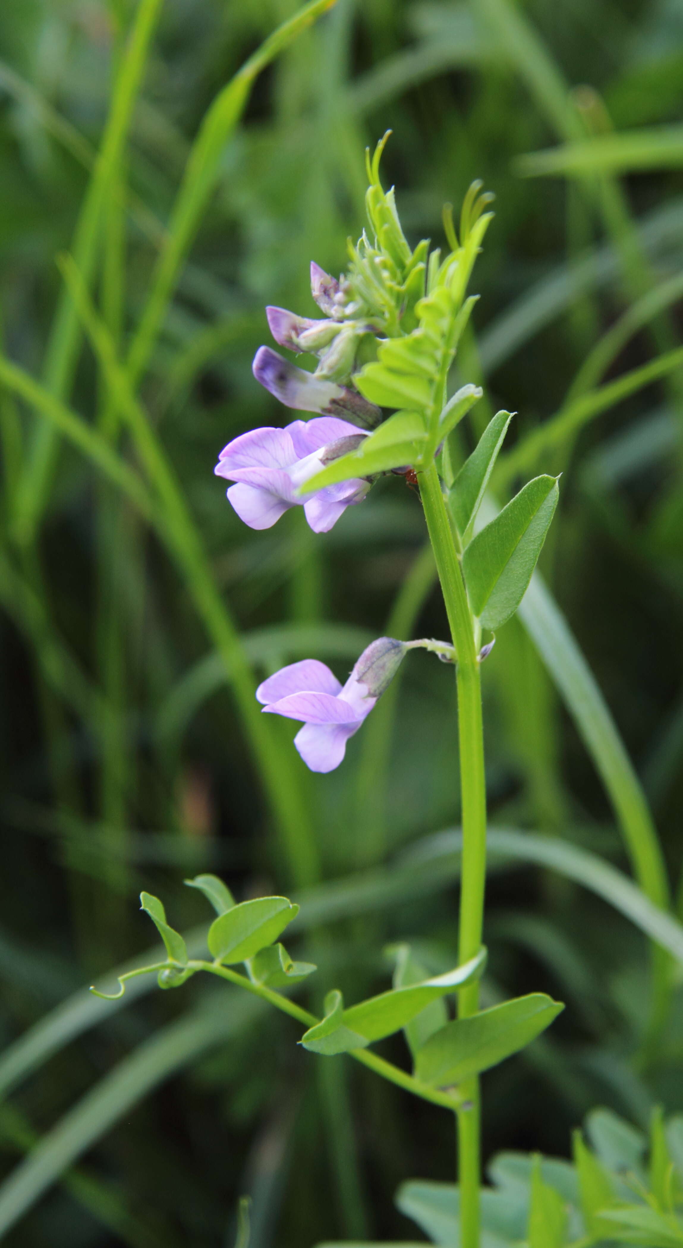 Image of bush vetch