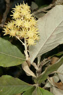 Image of Brachylaena discolor var. rotundata (S. Moore) H. J. Beentje