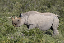 Image of Black Rhinoceros