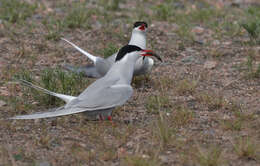 Image of Arctic Tern