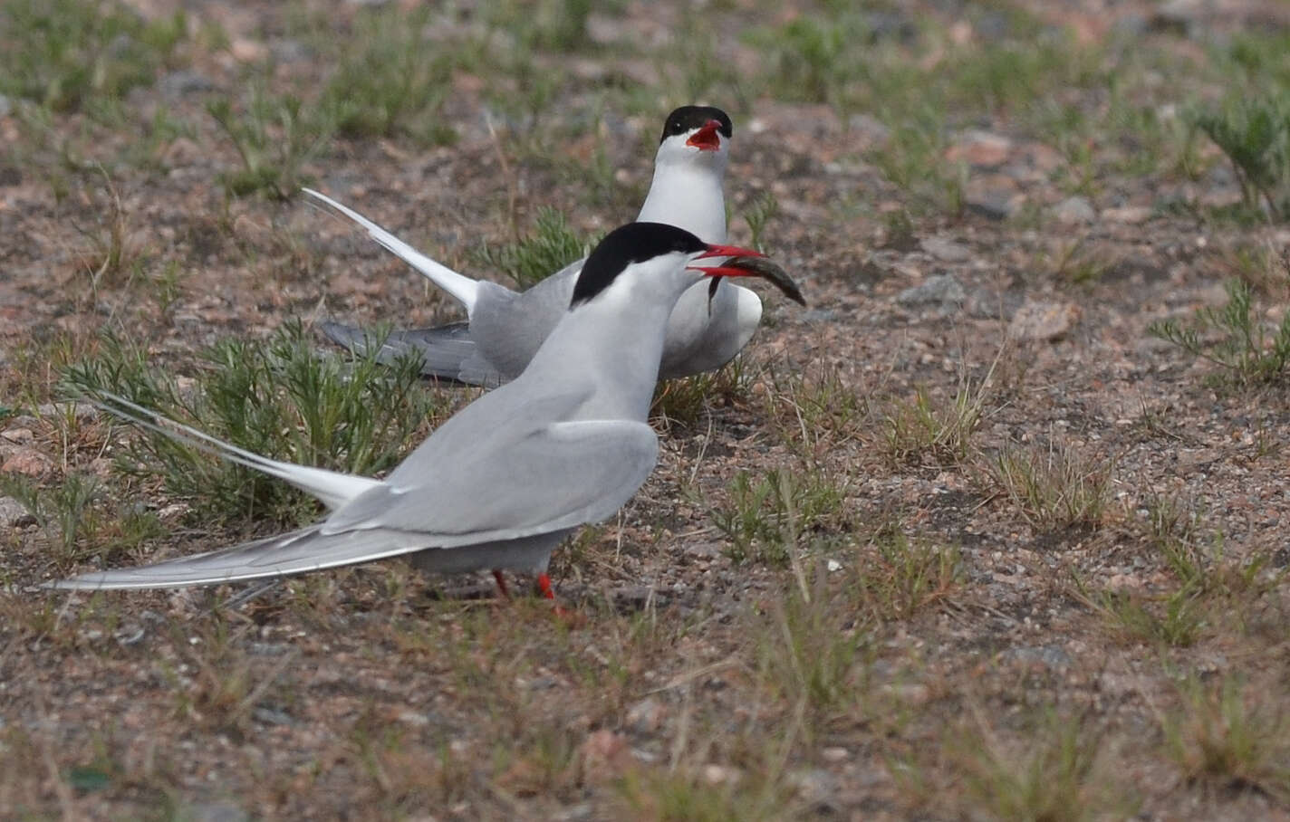 Image of Arctic Tern