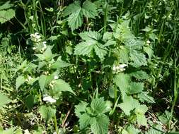 Image of white deadnettle