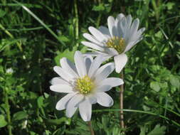 Image of Balkan Anemone