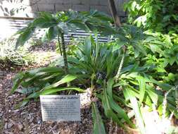 Image of Amorphophallus bulbifer (Roxb.) Blume