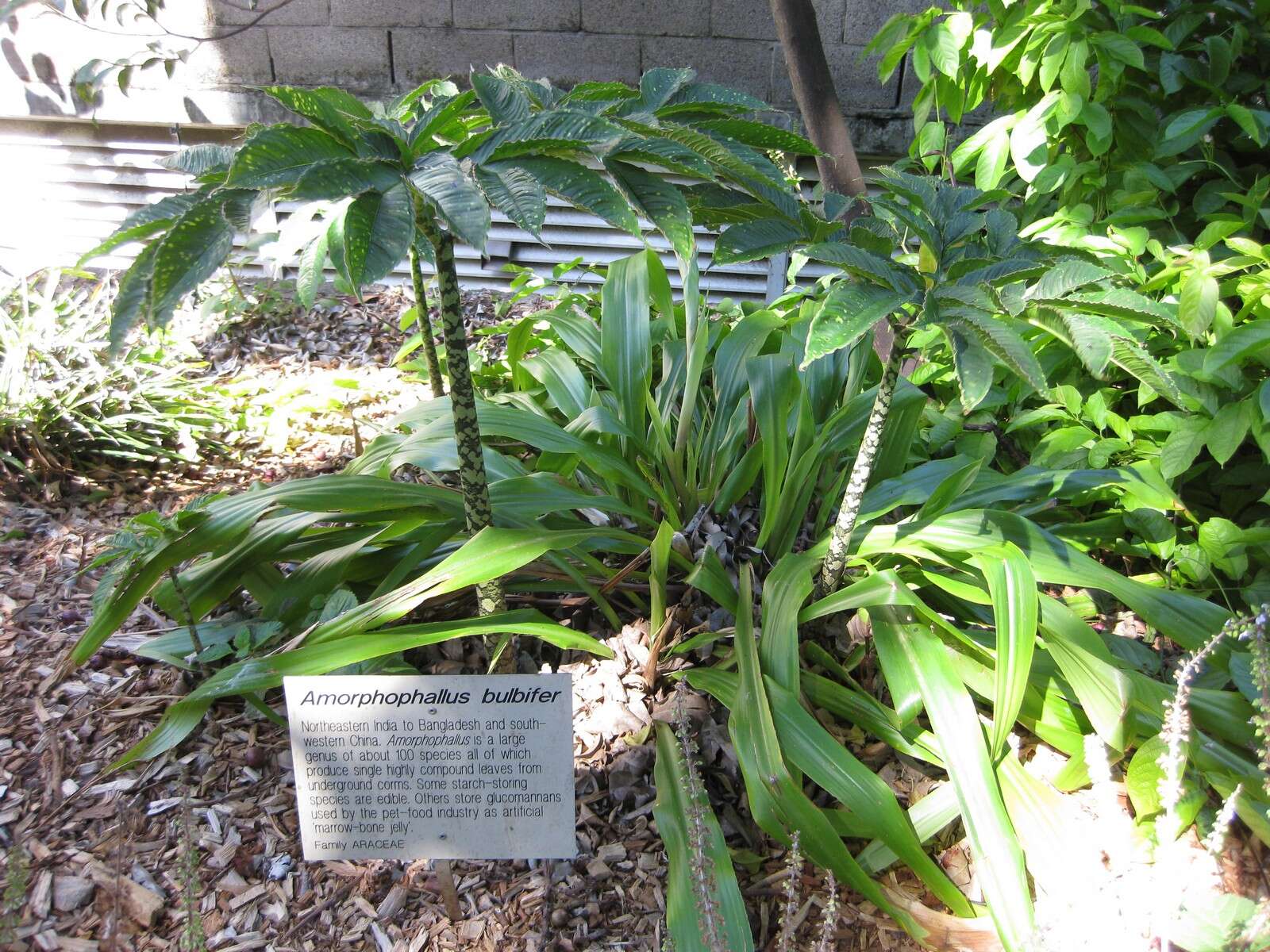 Image of Amorphophallus bulbifer (Roxb.) Blume