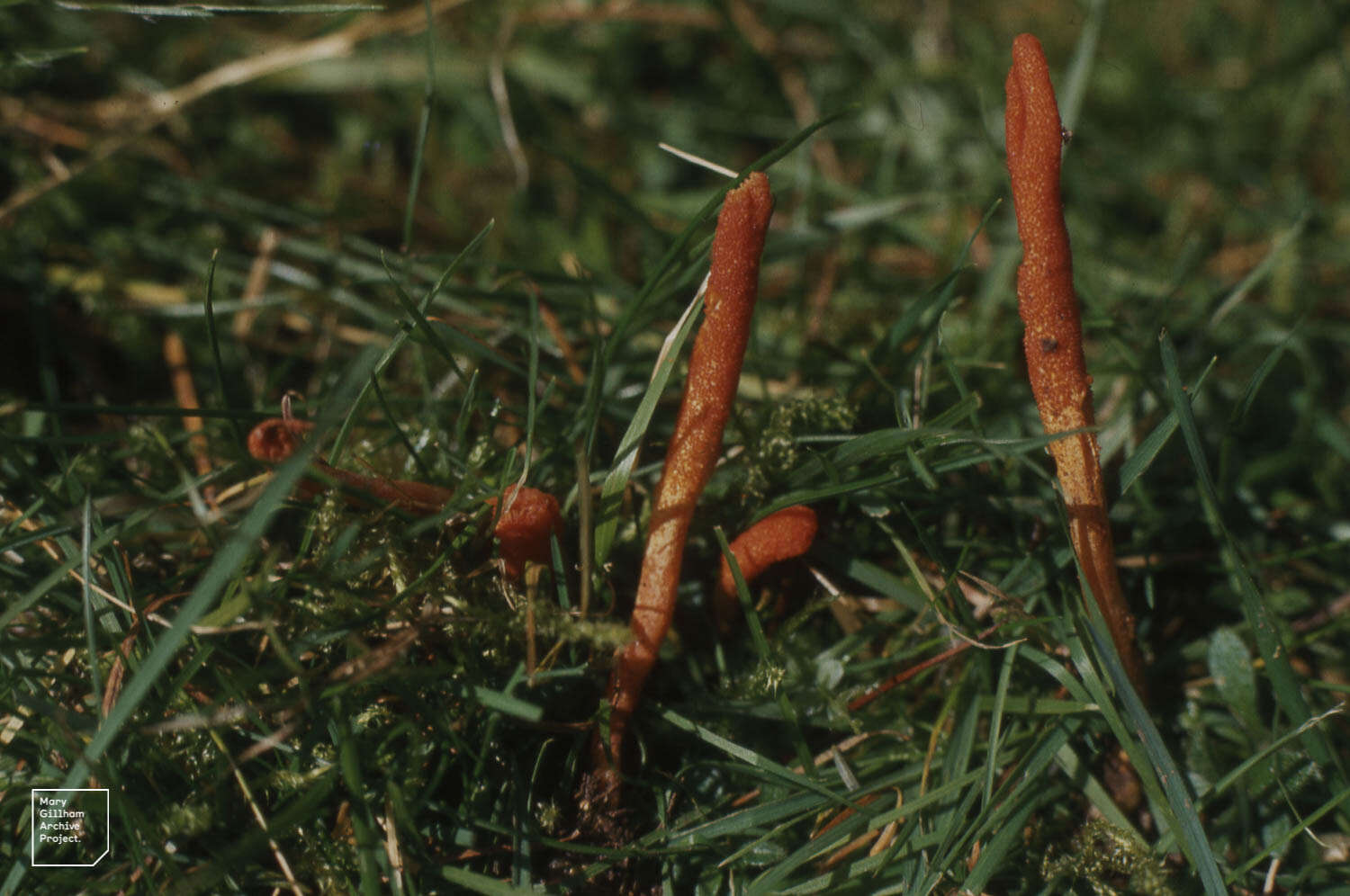 Plancia ëd Cordyceps militaris (L.) Fr. 1818