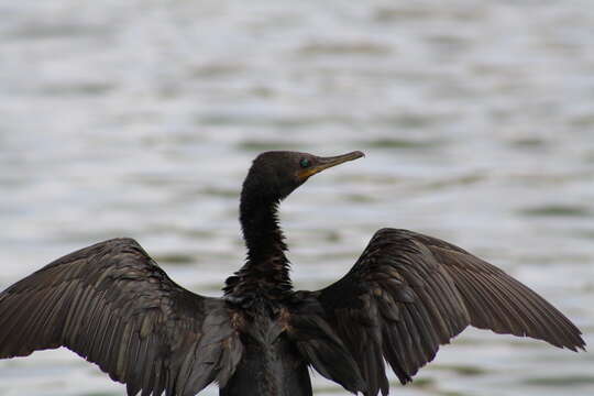 Image of Indian Cormorant