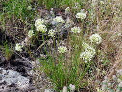 Image of Allium flavescens Besser